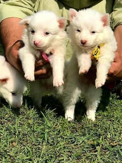 top quality Russian puppy pair for sale 0