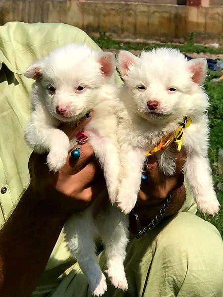 top quality Russian puppy pair for sale 3