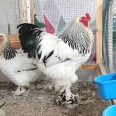 Ayam cemani/Silkie/Brahma/Yokohama Chicks & Eggs Available