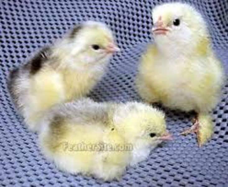 Ayam cemani/Silkie/Brahma/Yokohama Chicks & Eggs Available 4