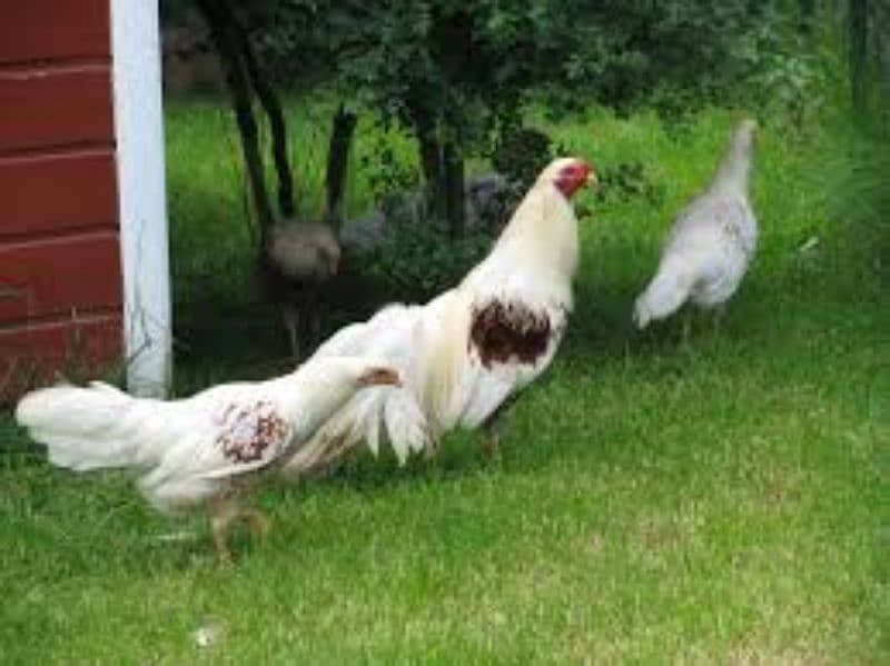 Ayam cemani/Silkie/Brahma/Yokohama Chicks & Eggs Available 16
