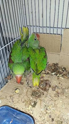 Raw Alexander parrot