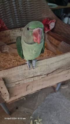 Alexander kashmiri raw baby parrot about 4 months old is for sale 0