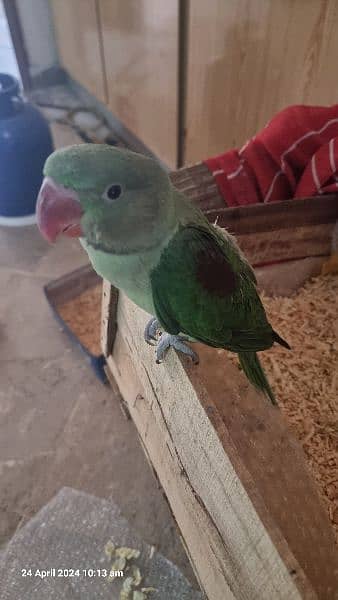 Alexander kashmiri raw baby parrot about 4 months old is for sale 1