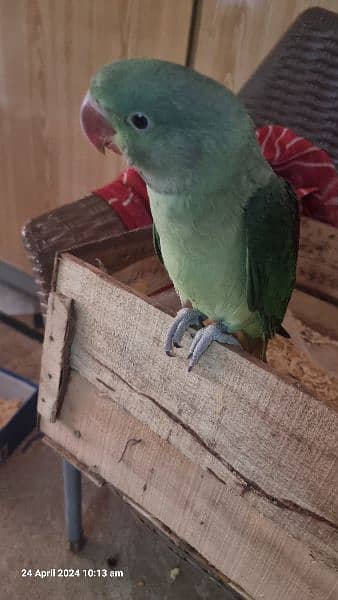 Alexander kashmiri raw baby parrot about 4 months old is for sale 2