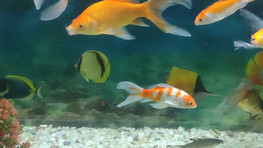 Common Gold Fish Highfin Gold Fish 6