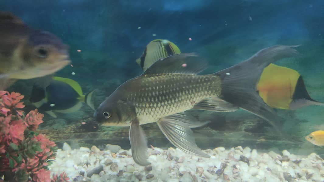 Common Gold Fish Highfin Gold Fish 15