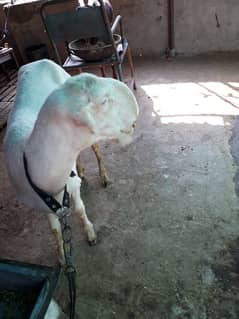 White sheep Black Goat
