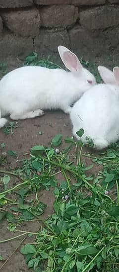 red eyes rabit pair for sale large size