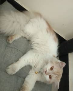 8 month old Persian cat for sale litter trained