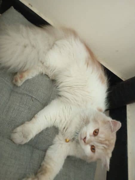 8 month old Persian cat for sale litter trained 2