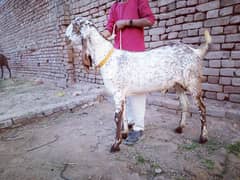 4 Male Goats For sale urgently Reasonable price