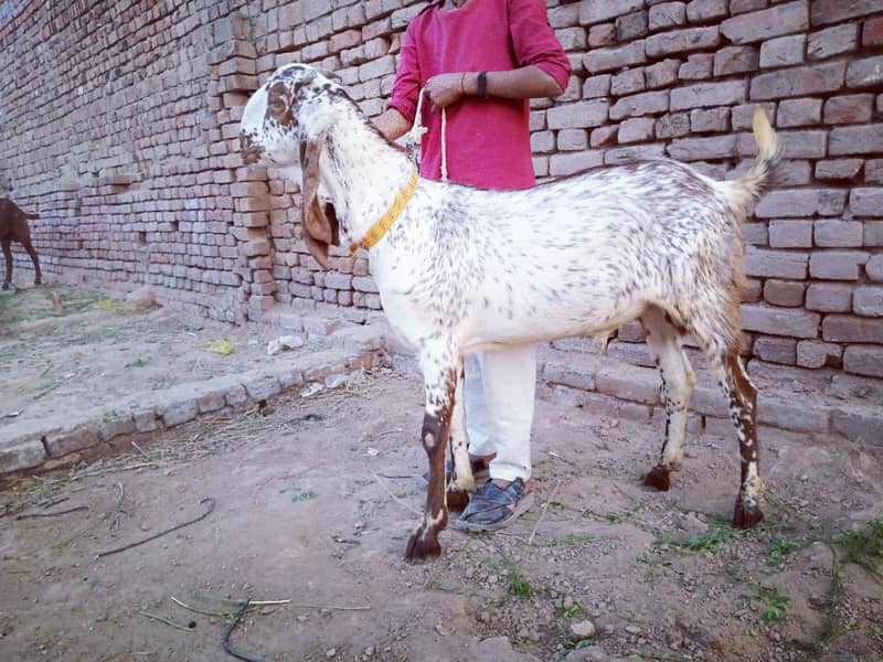 Goats For sale ( 4 Male ) urgently Reasonable price 0
