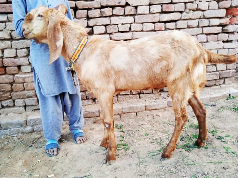 Goats For sale ( 4 Male ) urgently Reasonable price 3
