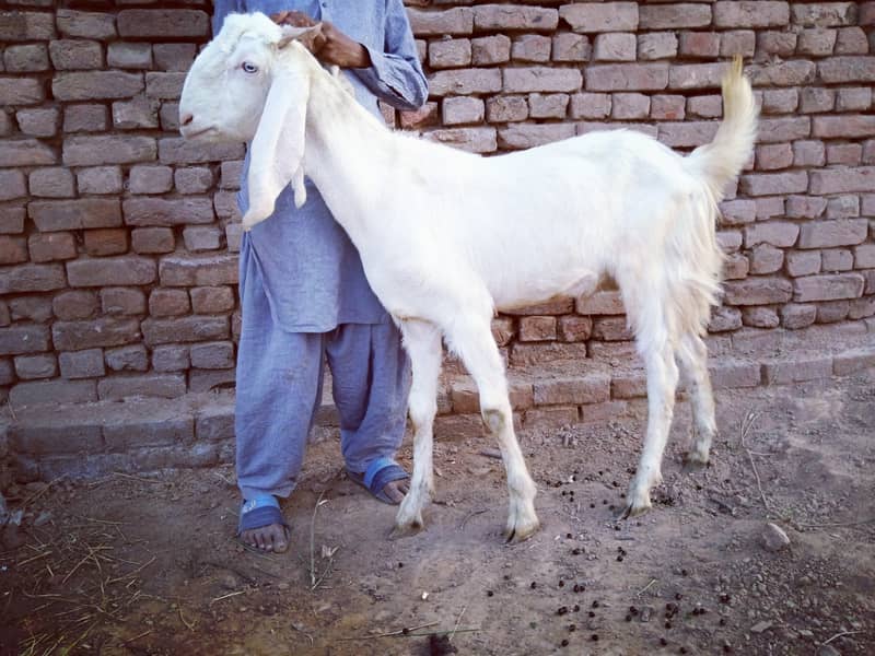 Goats For sale ( 4 Male ) urgently Reasonable price 4