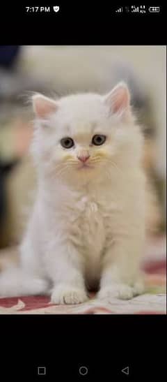 Persian kitten triple coated looking for new shelter