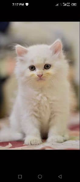 Persian kitten triple coated looking for new shelter 0