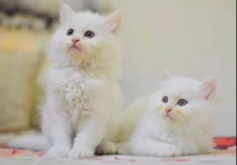 Persian kitten triple coated looking for new shelter 1