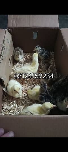 Black Shoulder chicks /  Indian Blue chicks / Chicks for sale