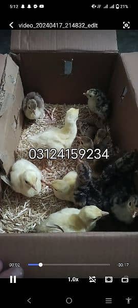 Black Shoulder chicks /  Indian Blue chicks / Chicks for sale 2