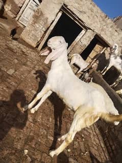 Eid qurbani 2024 goats