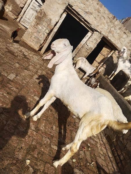 Eid qurbani 2024 goats 0
