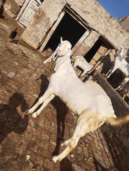 Eid qurbani 2024 goats 1