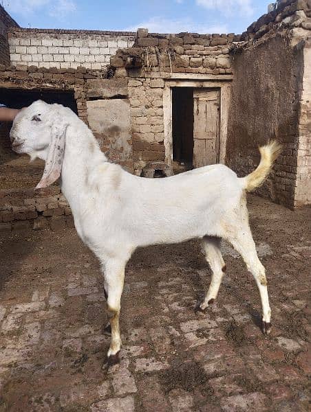 Eid qurbani 2024 goats 2