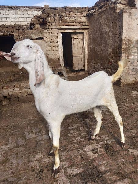 Eid qurbani 2024 goats 3