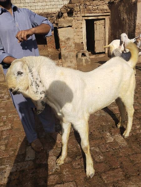 Eid qurbani 2024 goats 1