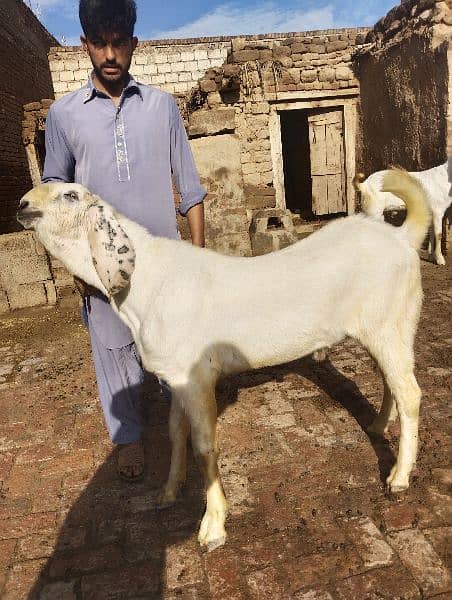 Eid qurbani 2024 goats 6