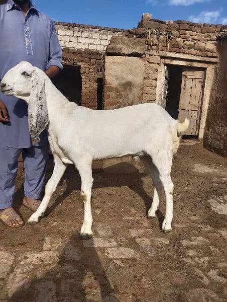 Eid qurbani 2024 goats 7