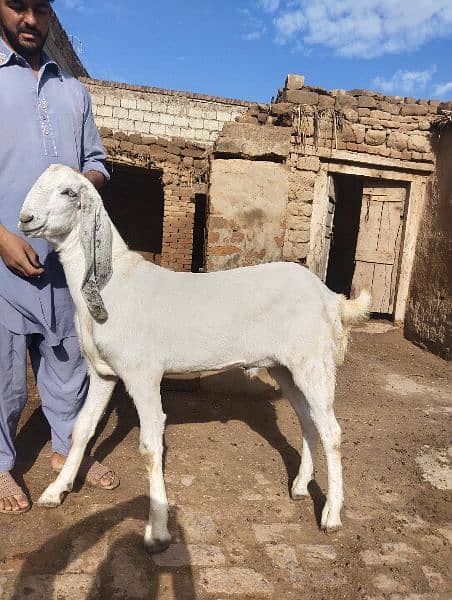 Eid qurbani 2024 goats 8