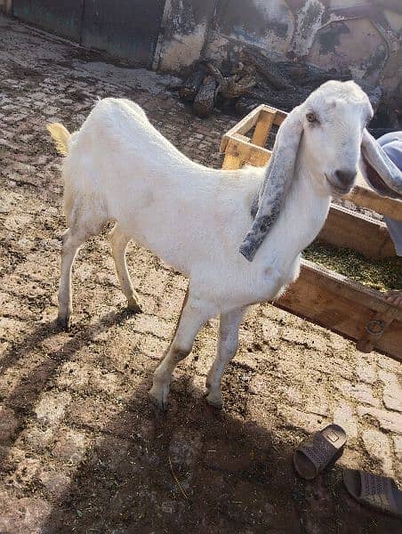 Eid qurbani 2024 goats 10