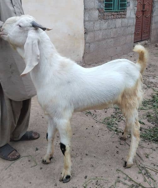 Eid qurbani 2024 goats 5