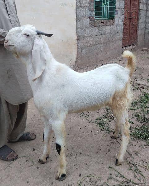 Eid qurbani 2024 goats 14