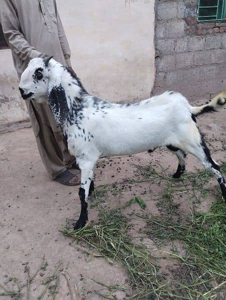 Eid qurbani 2024 goats 7