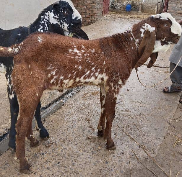 Eid qurbani 2024 goats 9