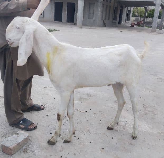 Eid qurbani 2024 goats 10