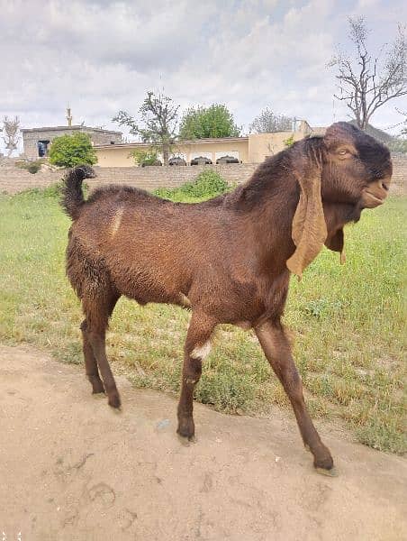 Eid qurbani 2024 goats 11