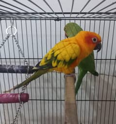 Tamed Sun Conure Red Factor (with free Ringneck Parrot and free cage)