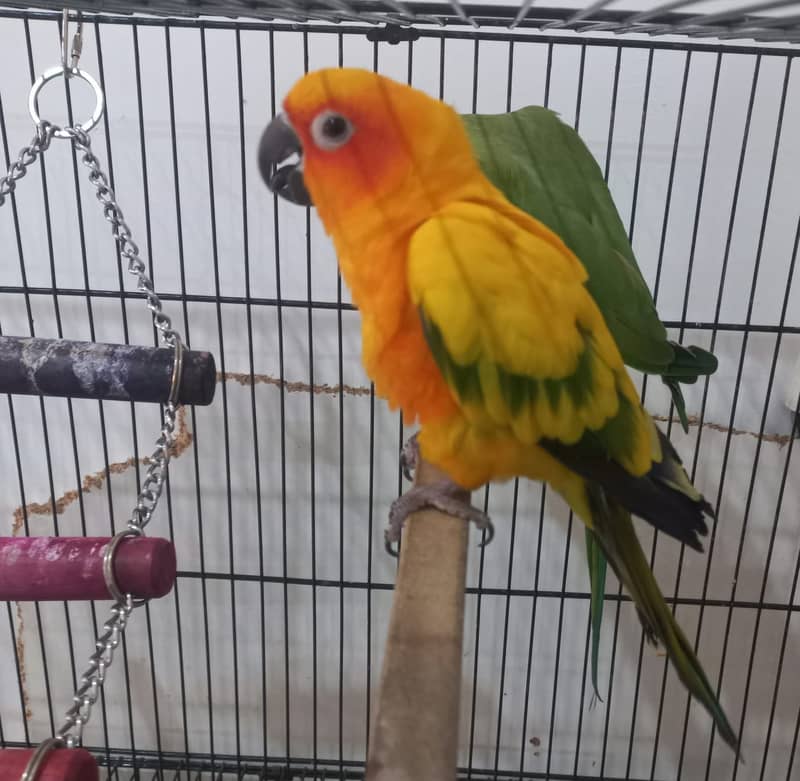 Tamed Sun Conure Red Factor (with free Ringneck Parrot and free cage) 1