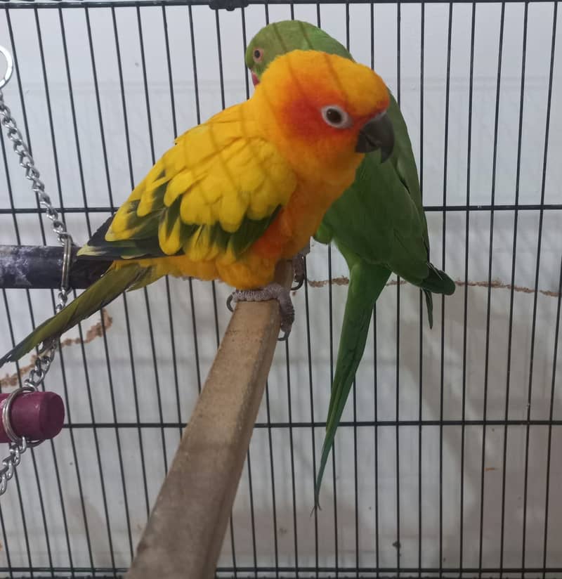 Tamed Sun Conure Red Factor (with free Ringneck Parrot and free cage) 2