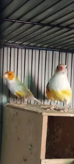 Gouldian finch and Bengali finch