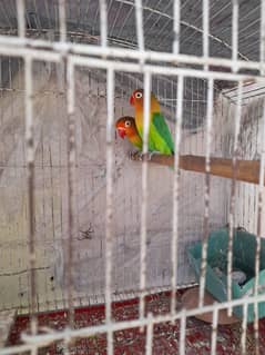 Pair of australian parrots for sale