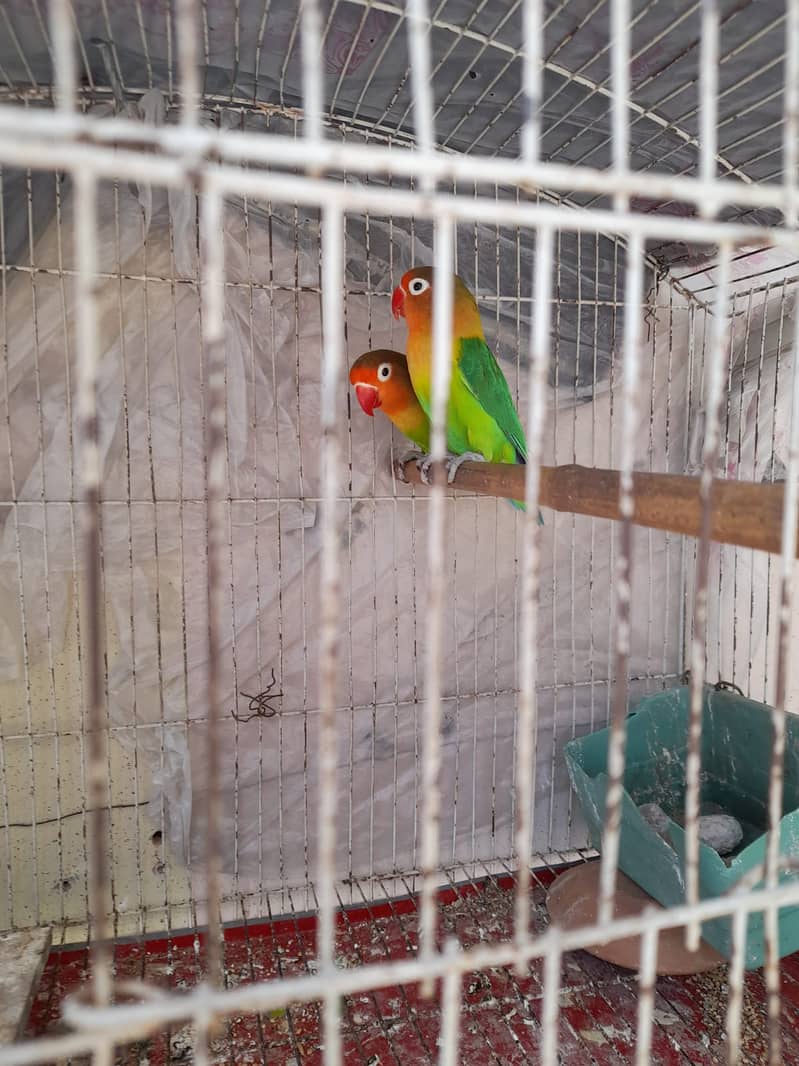 Pair of australian parrots for sale 0
