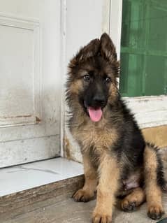 Gsd long coat male puppies 3 months old for sale 0
