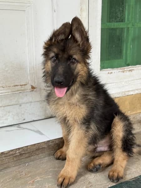 Gsd long coat male puppies 3 months old for sale 1