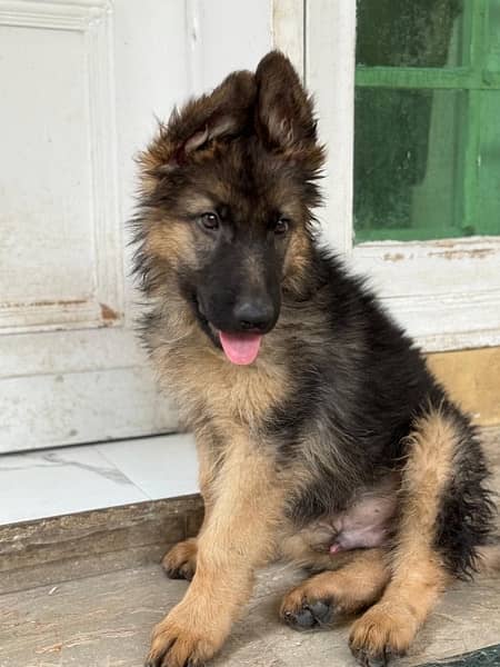 Gsd long coat male puppies 3 months old for sale 2