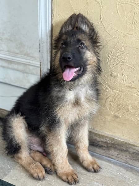 Gsd long coat male puppies 3 months old for sale 3